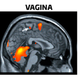 Illustration for article titled This Is Your Brain, Aroused